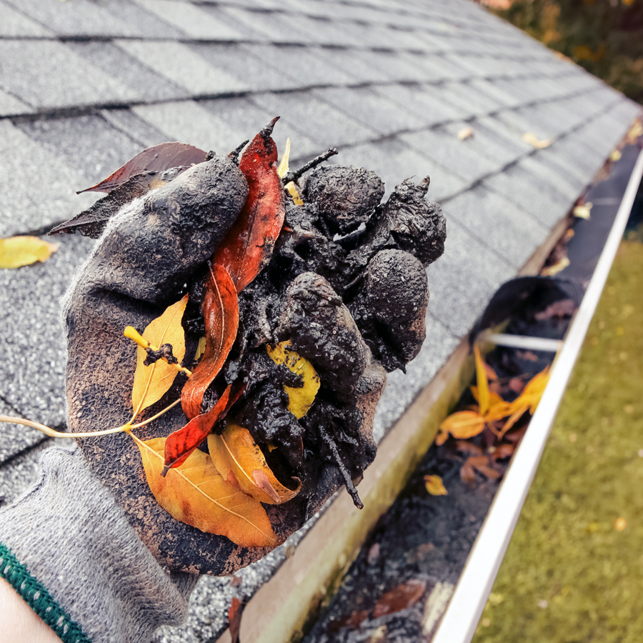 Dirty gloved hand holding leaves from gutter system.