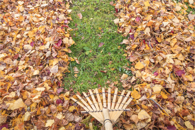 Fall Leaves are Ready to Fall –  Are Your Gutters Ready?